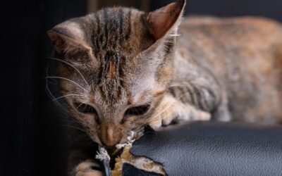 Stop a Cat From Scratching Furniture in 3 Simple and Effective Steps